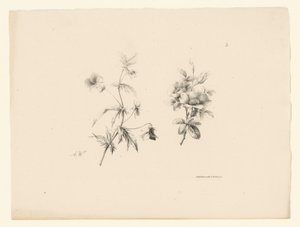 Twee bloemen