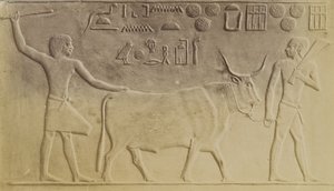 Heilige Stier in Saqqara