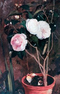 Camelias, 19e eeuw