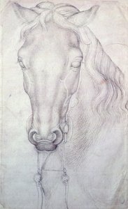Hoofd van een paard