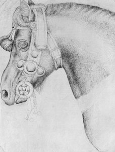 Hoofd van een paard, uit het Vallardi-album