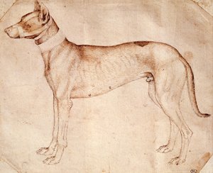 Studie van jachthond, tekening in pen en bruine inkt door Antonio Pisanello