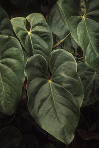 Anthurium Andraeanum V, 2024 (digitale fotografie) door Antonio Schubert