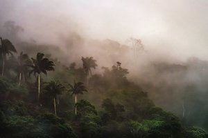 Corcovado XIX, 2020
