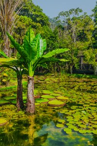 Jardim Amazonico, 2024 (digitale fotografie)