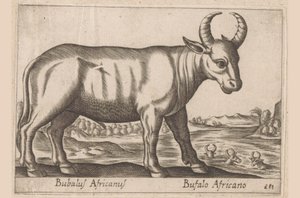 Afrikaanse buffel