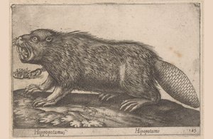 Bever