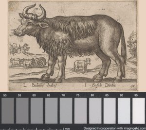 Buffel door Antonio Tempesta