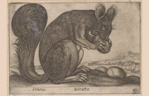 Eekhoorn (Dieren en fabelwezens) door Antonio Tempesta