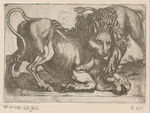 Een leeuw een stier aanvallend