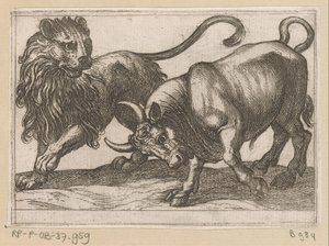 Een stier een leeuw aanvallend Vechtende dieren