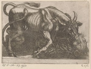 Een stier vechtend met een leeuw