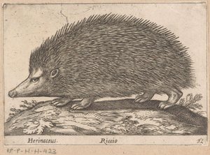 Egel, Dieren en fabelwezens, Nova raccolta de li animali piu curiosi del mondo door Antonio Tempesta