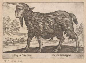 Geit met één hoorn (Dieren en fabelwezens, Nova raccolta de li animali piu curiosi del mondo) door Antonio Tempesta
