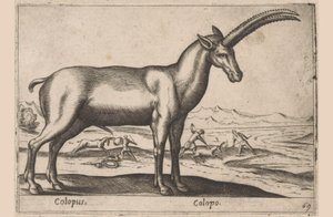 Geitachtige door Antonio Tempesta