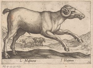 Geitachtige door Antonio Tempesta