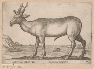 Hert Capreulus Marinus / Capriolo Marino (titel op object) Dieren en fabelwezens (serie titel) Nova raccolta de li animali piu curiosi del mondo (serie titel) door Antonio Tempesta