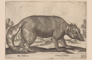 Indische muis, Birmese fret-das, Dieren en fabelwezens (serietitel), Nova raccolta de li animali piu curiosi del mondo (serietitel)