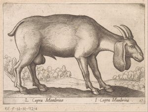 Mambrina geit door Antonio Tempesta