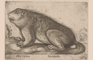 Marmot (Dieren en fabelwezens, serie titel) door Antonio Tempesta
