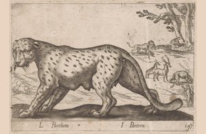 Panter door Antonio Tempesta