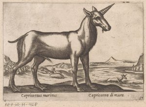 Steenbok als zeedier