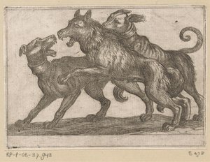 Twee honden in gevecht met een wolf