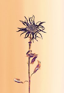  door Antonius Antonius