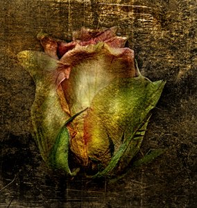  door Antonius Antonius