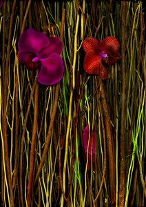  door Antonius Antonius