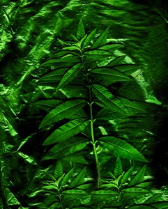 Groen-4, 2009 (foto) door Antonius Antonius