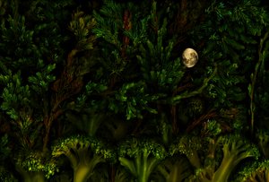  door Antonius Antonius