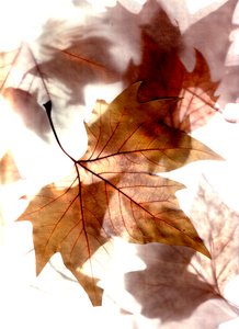  door Antonius Antonius