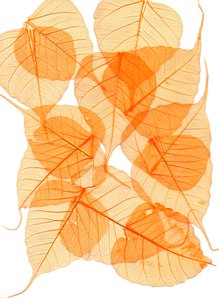  door Antonius Antonius