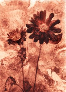  door Antonius Antonius