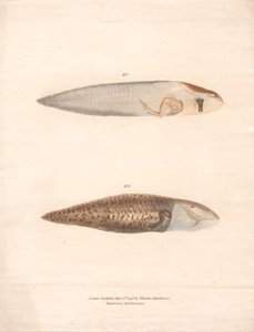 Nr. 5 en Nr. 6 in de 8 stadia van groei van de Surinaamse Kikker door Archibald Robertson