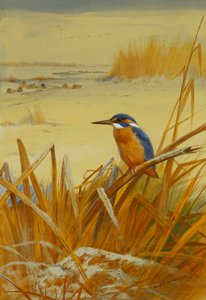 Een IJsvogel Tussen Riet in de Winter door Archibald Thorburn