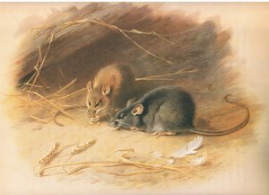 Alexandrijnse rat en zwarte rat, uit Thorburns Zoogdieren gepubliceerd door Longmans and Co, ca. 1920