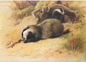Dassen, uit Thorburns Zoogdieren gepubliceerd door Longmans and Co, ca. 1920
