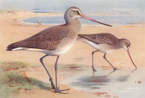 Zwarte Ruiter (winter), Bonte Strandloper (winter) door Archibald Thorburn