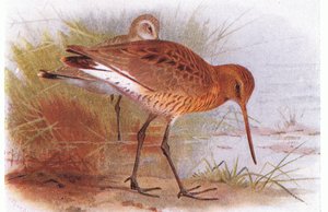Zwarte Ruiter, uit Birds of the British Isles and Their Eggs gepubliceerd door Frederick Warne & Co Ltd, 1958