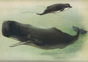 Butskop en potvis, uit Thorburns Zoogdieren gepubliceerd door Longmans and Co, ca. 1920