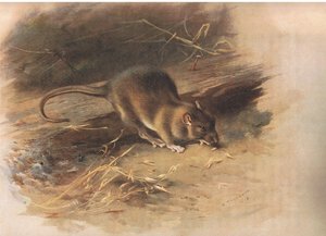 Bruine rat, uit Thorburns Zoogdieren gepubliceerd door Longmans and Co, ca. 1920
