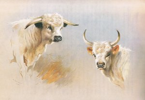 Chartley-stier en Chillingham-stier, uit Thorburn