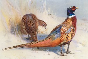 Chinese Ring-Neck Fazant (mannetje en vrouwtje)