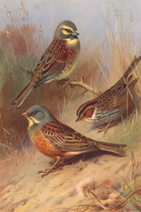 Cirl Gors, Kleine Gors, Ortolaan