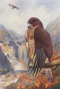 Buizerd door Archibald Thorburn