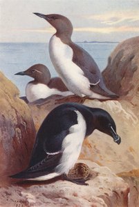 Gewone alk, razorbill