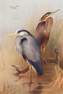 Gewone reiger, purperreiger (kleur litho)