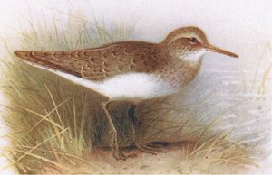 Oeverloper, uit Birds of the British Isles and Their Eggs gepubliceerd door Frederick Warne & Co Ltd, 1958